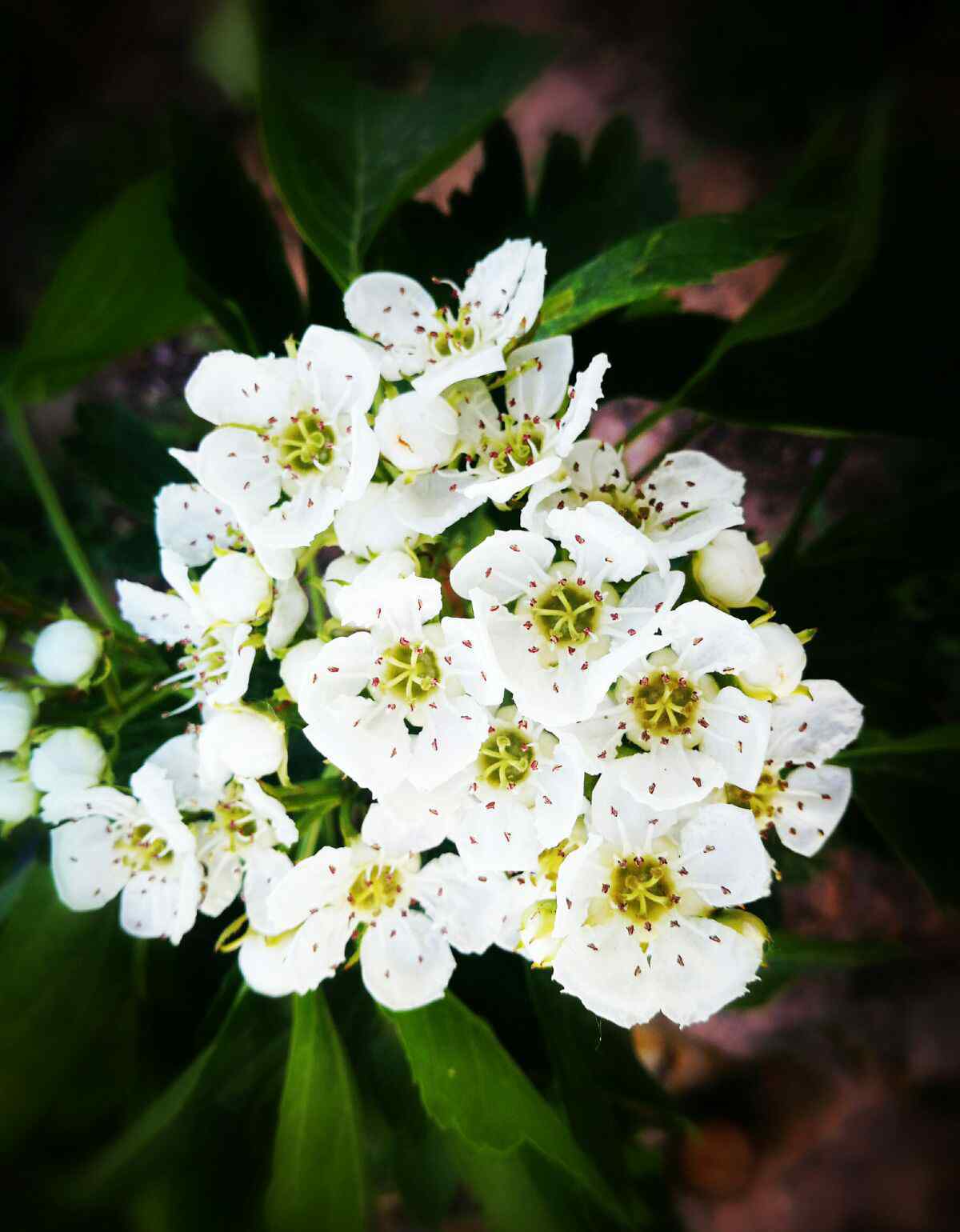 山楂花 山楂花