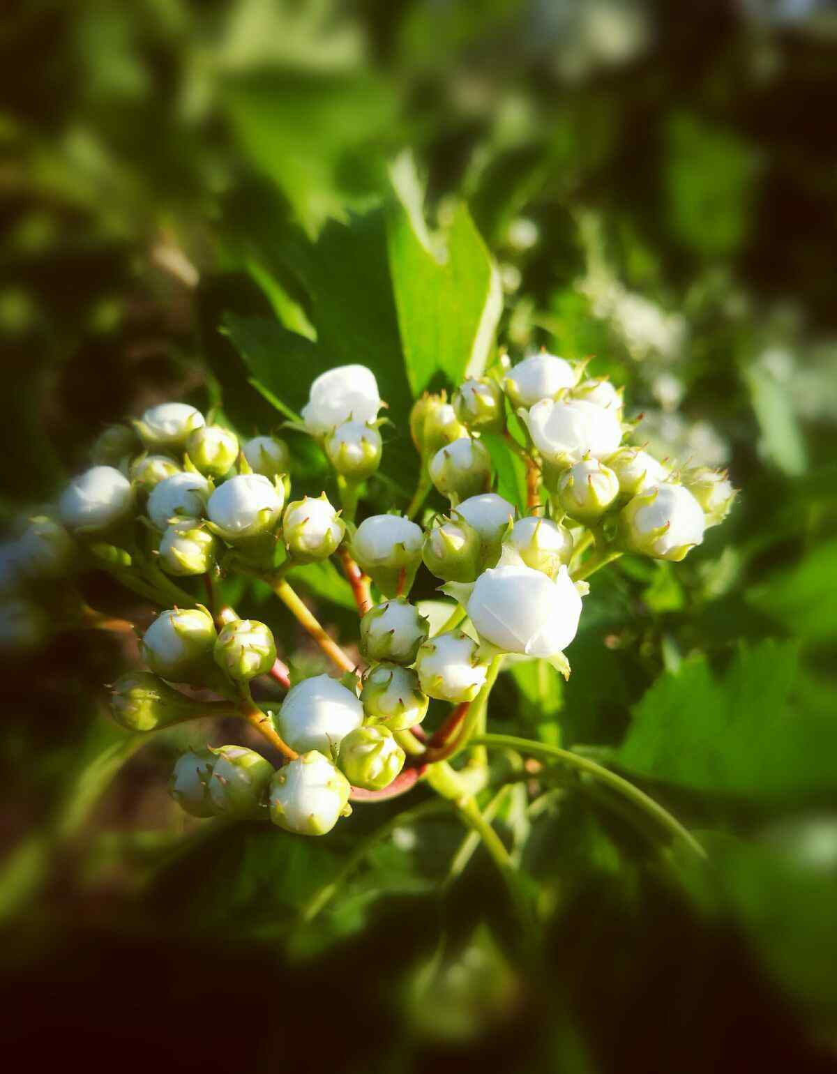 山楂花 山楂花