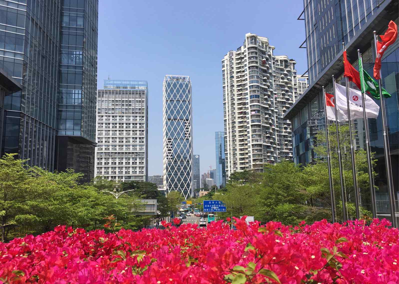 深圳市市花 深圳市花——勒杜鵑