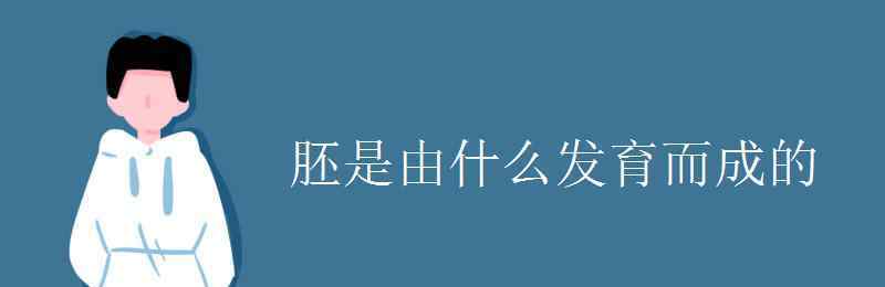 胚根發(fā)育成什么 胚是由什么發(fā)育而成的