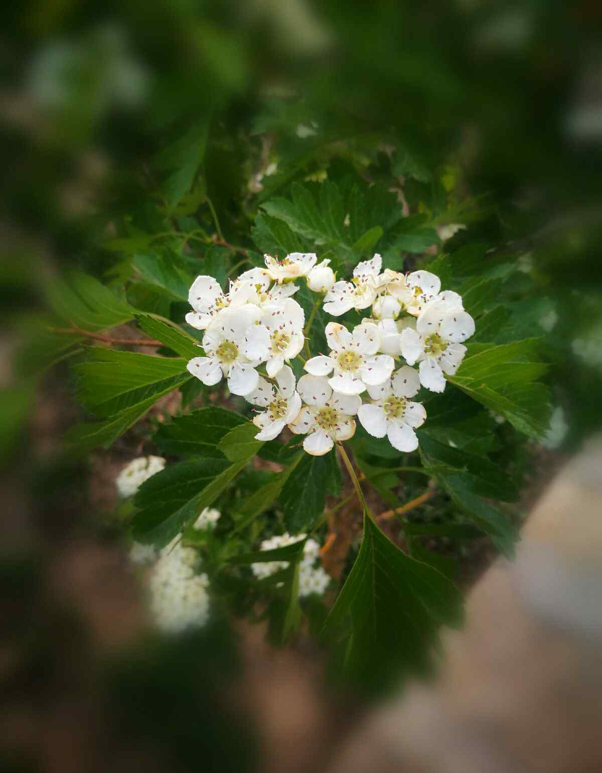 山楂花 山楂花