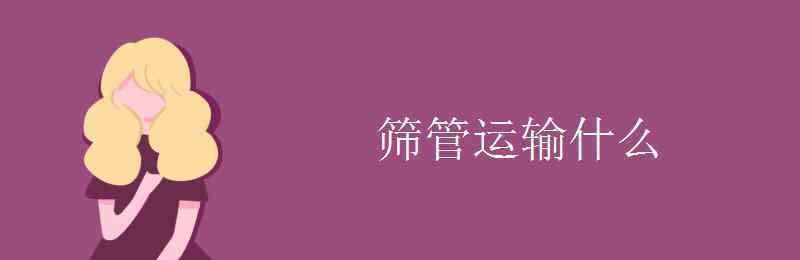 篩管運(yùn)輸什么 篩管運(yùn)輸什么