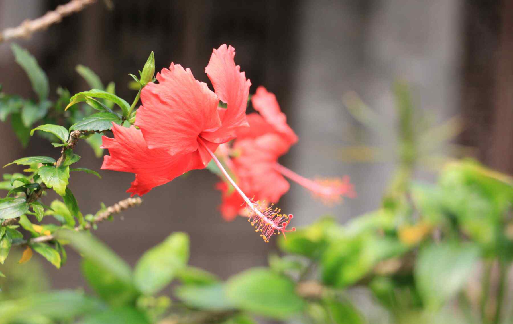 鮮花心情 鮮花與心情