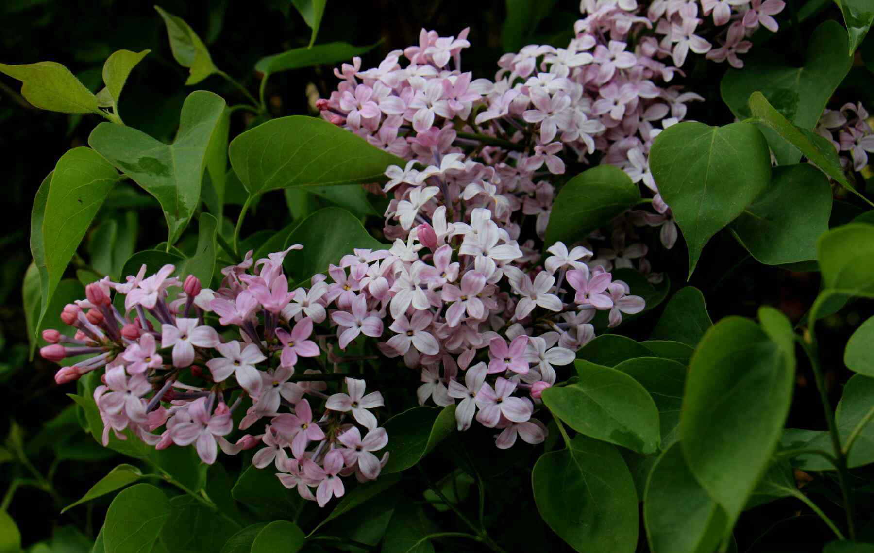 五月丁香花開 盛開在五月的丁香花