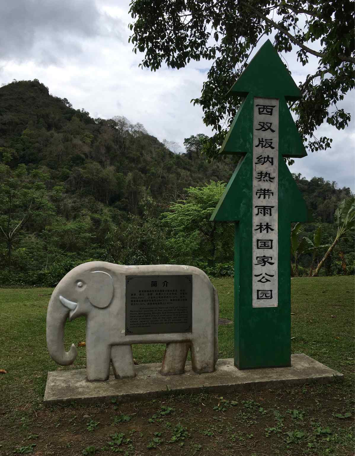 絞殺榕 中國(guó)科學(xué)院西雙版納熱帶植物園——熱帶雨林和綠石林