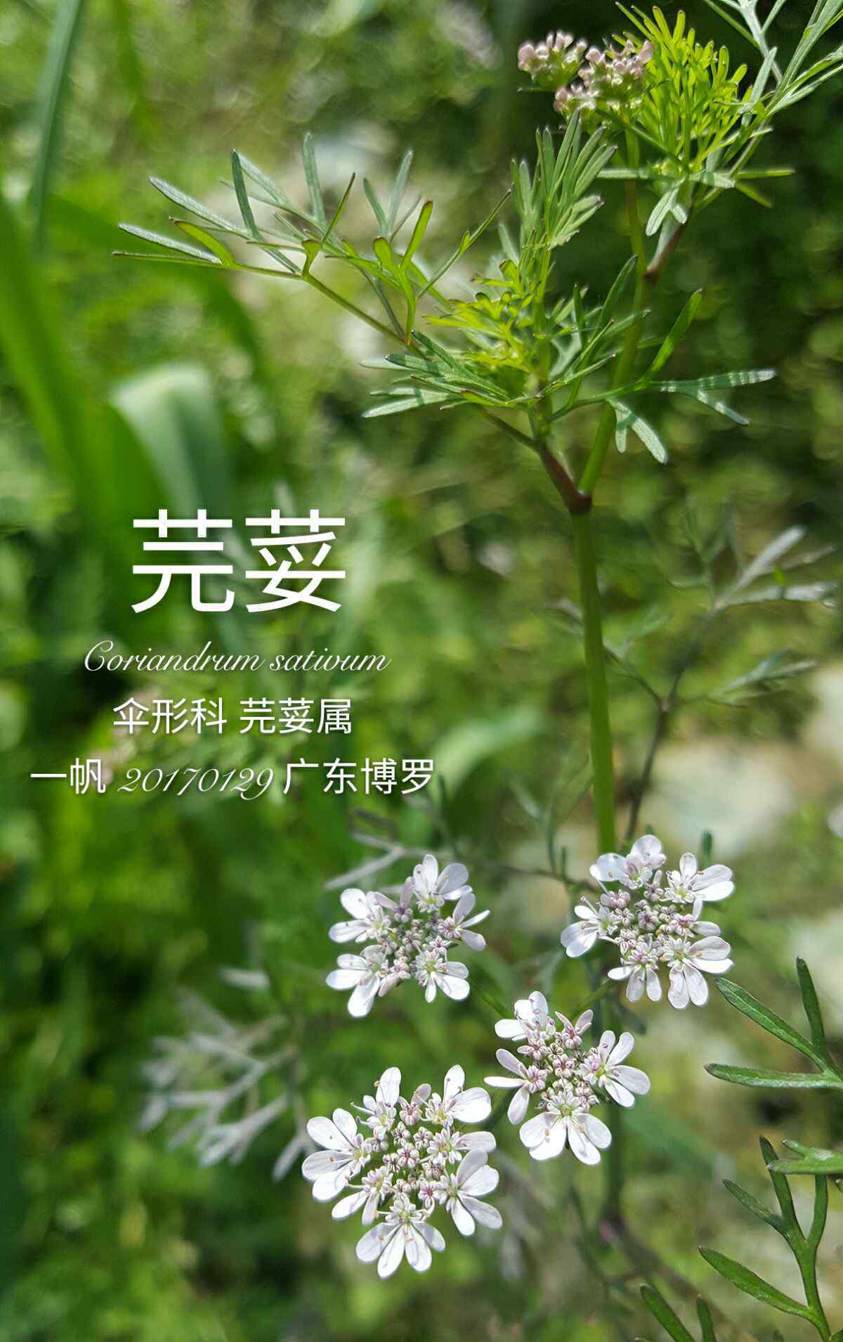 蕪荽怎么讀 芫荽