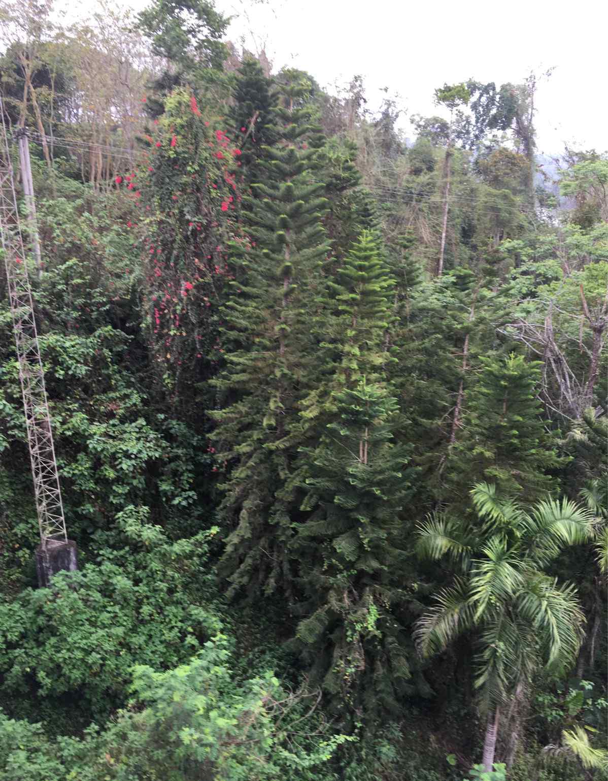 絞殺榕 中國科學院西雙版納熱帶植物園——熱帶雨林和綠石林