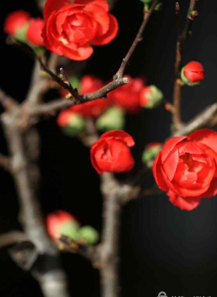 梅花的品質(zhì)和精神 梅花是中華民族與中國(guó)精神的象征，象征堅(jiān)韌不拔，不屈不橈，奮勇當(dāng)先，自強(qiáng)不息的精神品質(zhì)！