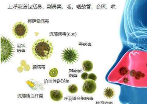 呼吸道病毒 常見七項呼吸道病毒是這樣檢測的---