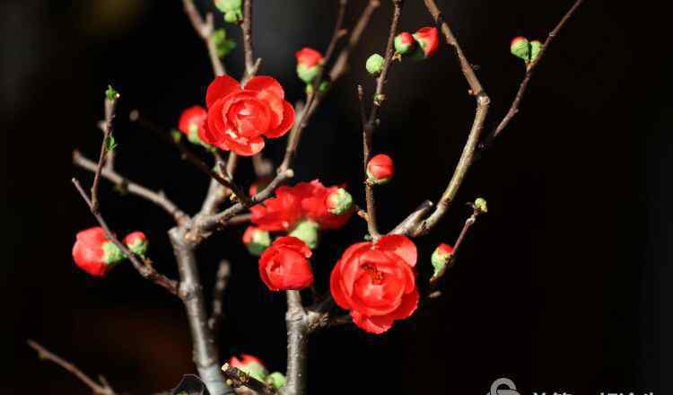 梅花的品質(zhì)和精神 梅花是中華民族與中國(guó)精神的象征，象征堅(jiān)韌不拔，不屈不橈，奮勇當(dāng)先，自強(qiáng)不息的精神品質(zhì)！