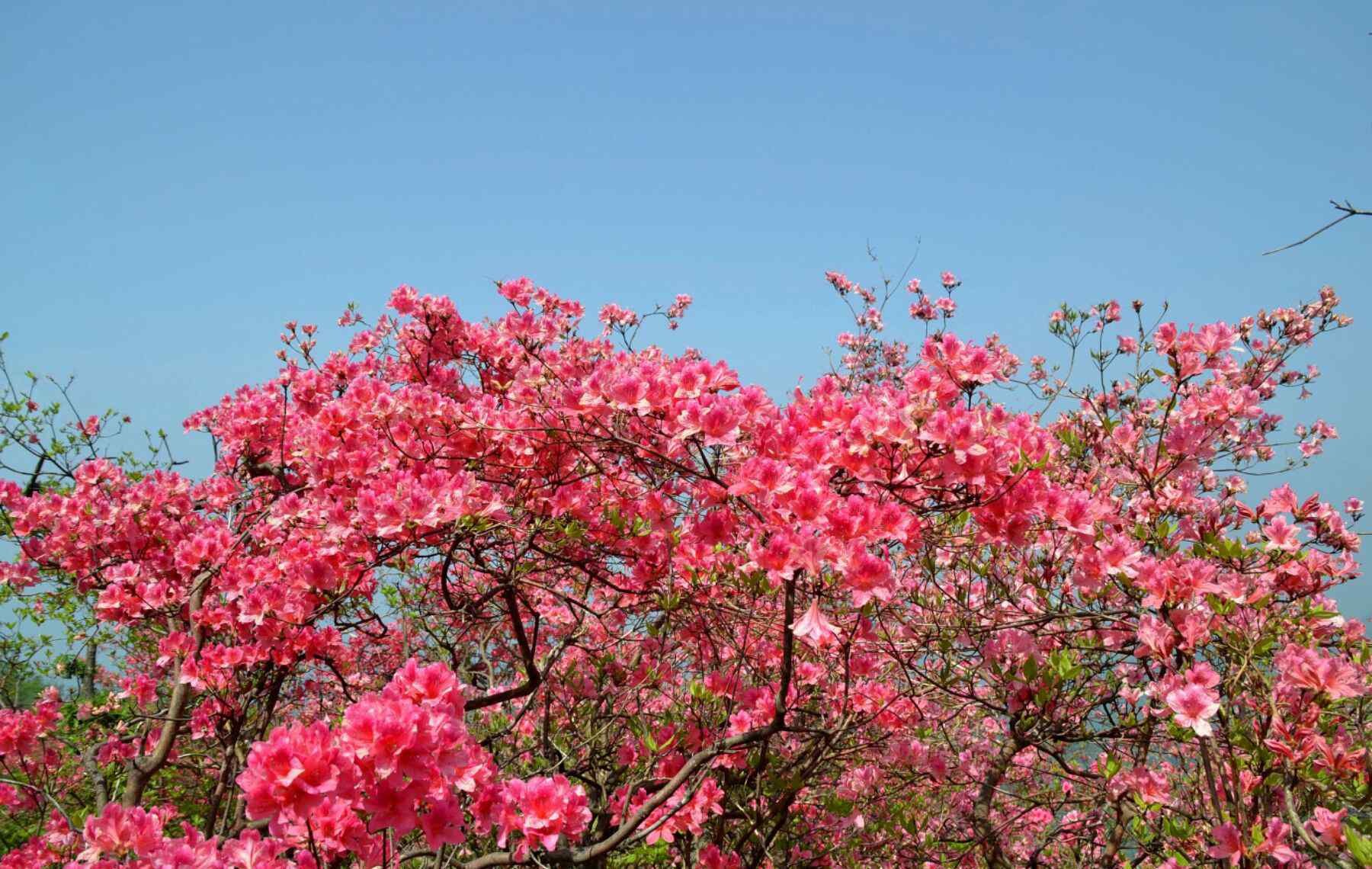 黃獅寨 杜鵑花海黃獅寨歡迎您