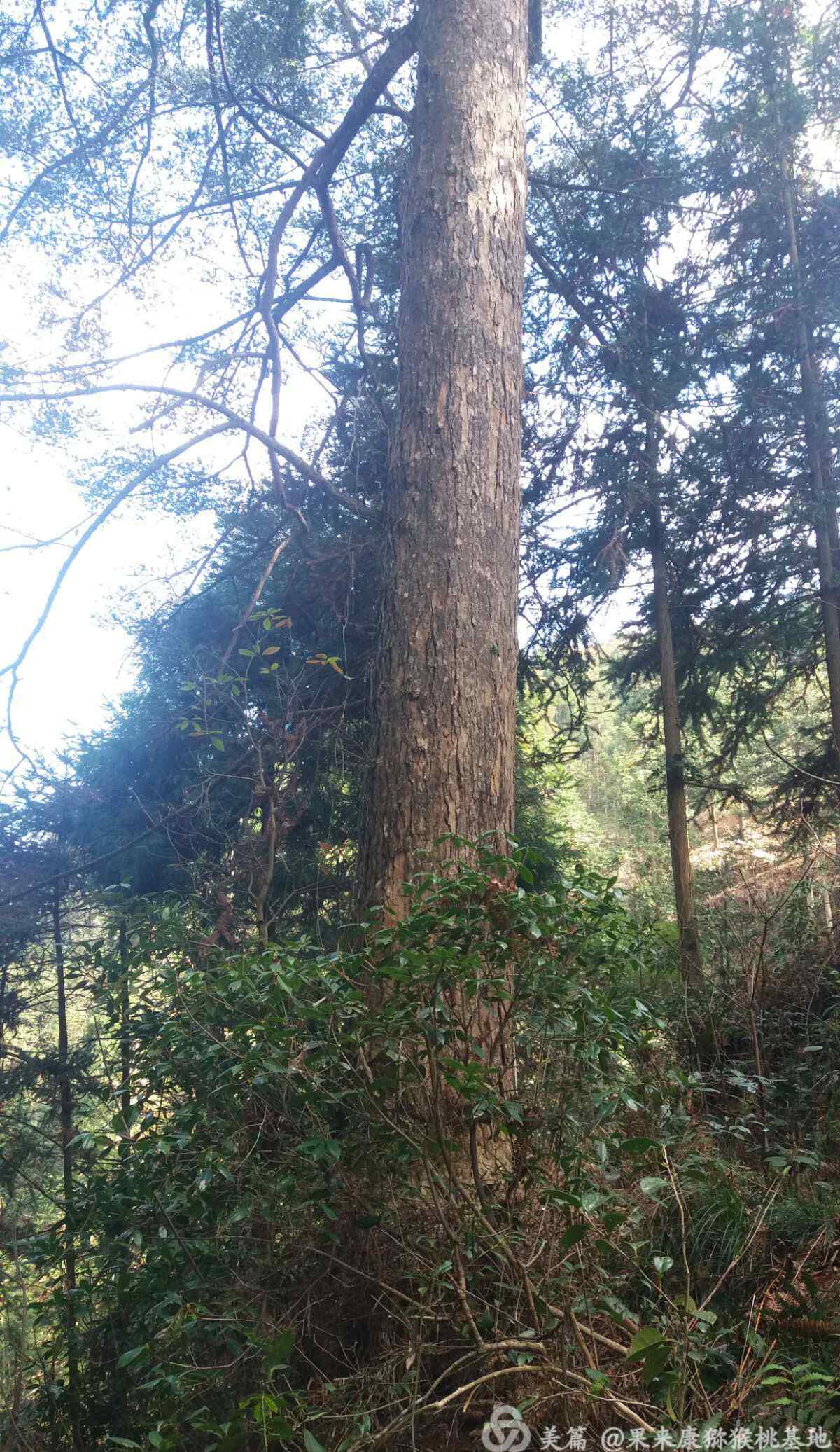 活化石圖片 大洋.冷杉，縉云人自己身邊的植物活化石