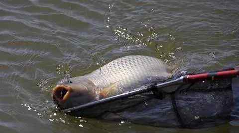 作釣鯰魚(yú)實(shí)際上無(wú)需交待過(guò)多