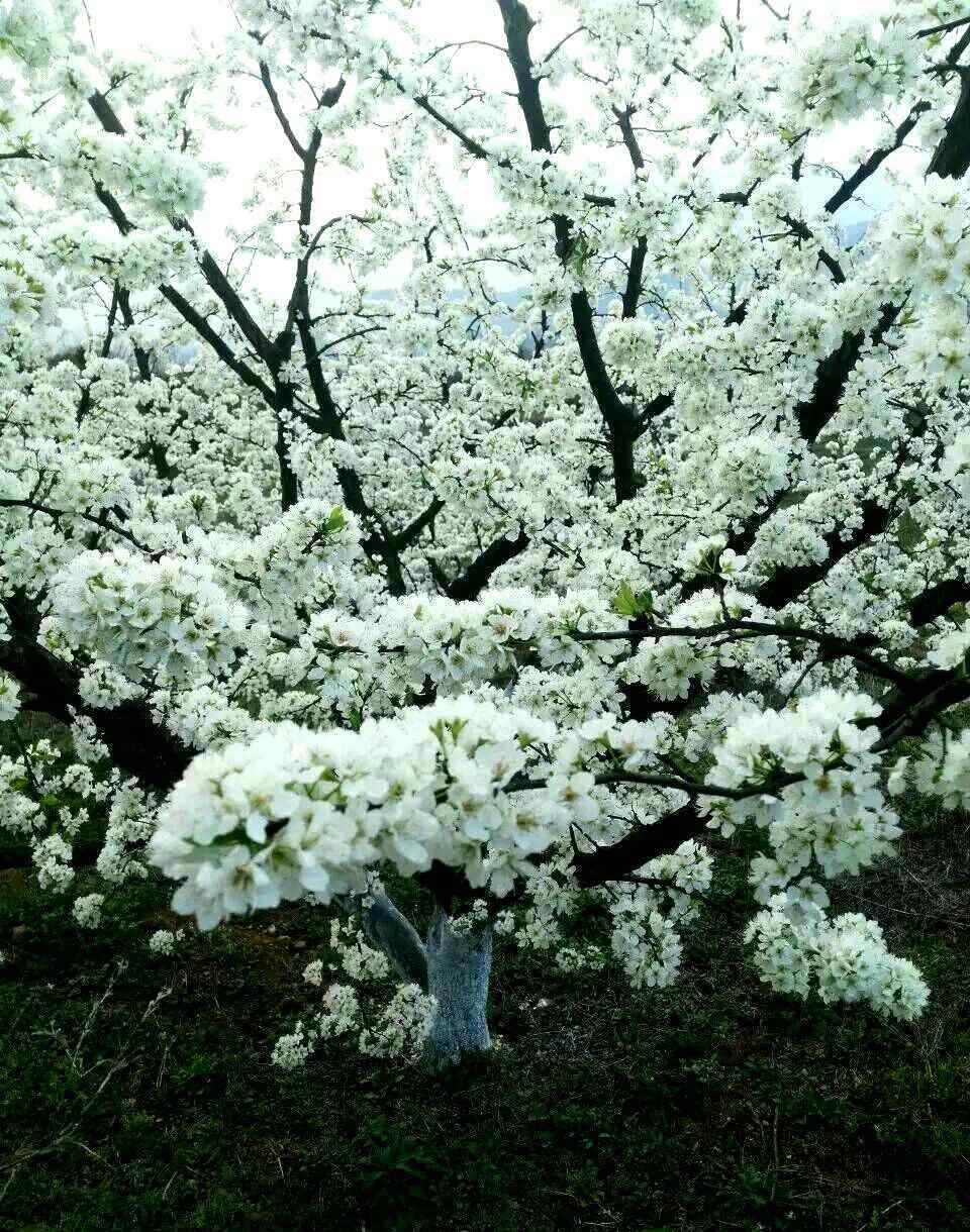 蜂糖李 蜂糖李