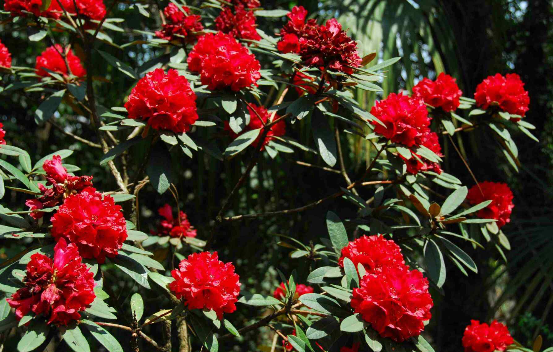 迎紅杜鵑 中國醉美杜鵑花科植物