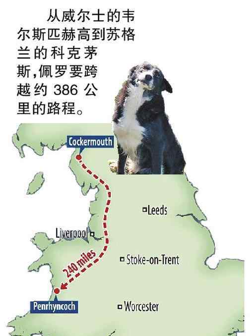 英國牧羊犬 英國思鄉(xiāng)牧羊犬 12天跨越400公里返家