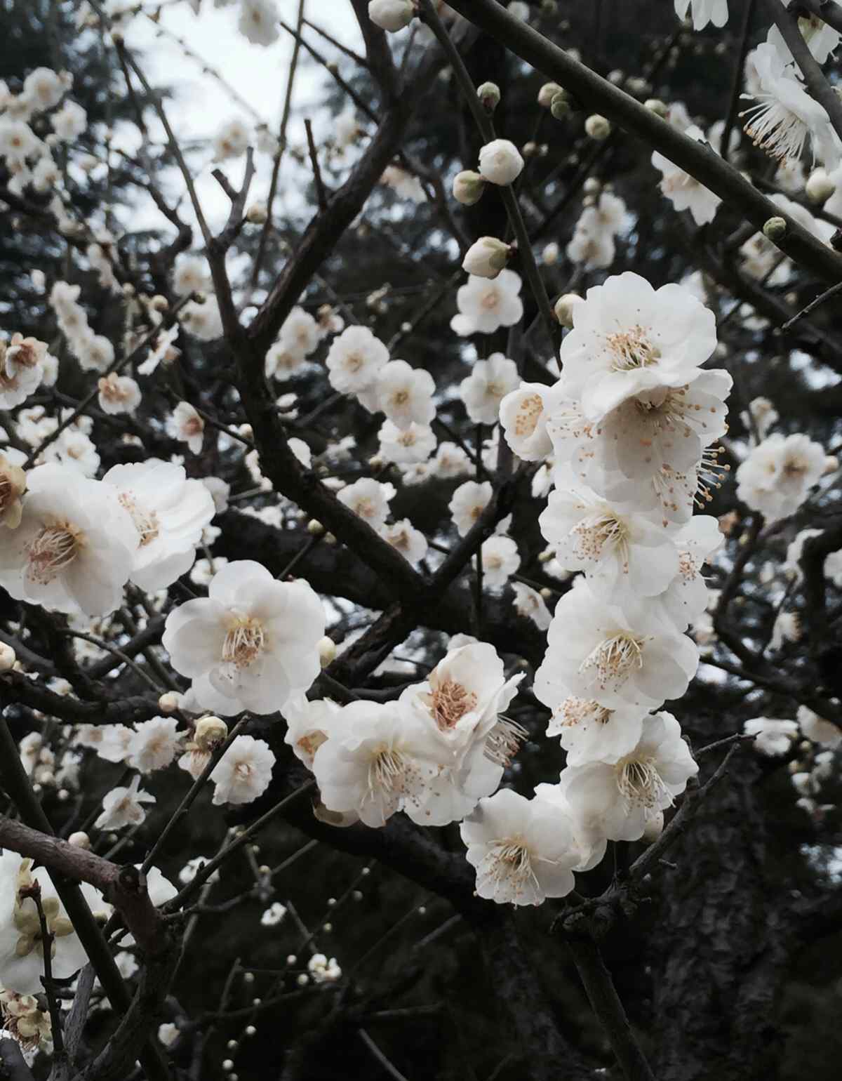 猶自多情 梅落繁枝千萬片，猶自多情，學(xué)雪隨風(fēng)轉(zhuǎn)。 昨夜笙歌容易散，酒醒添得愁無限。   2017.2.17