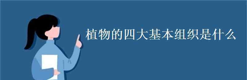 植物的組織 植物的四大基本組織是什么