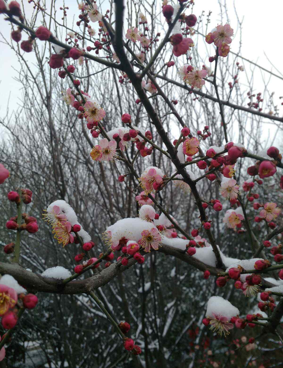 紅梅傲雪詩句 傲雪紅梅獨自開，唯有伊人踏香來