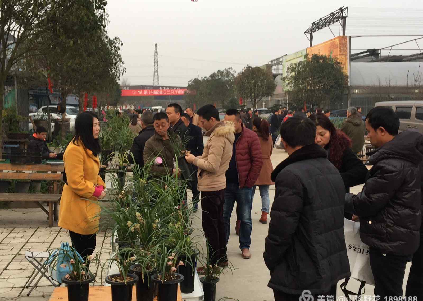 天府花城 成都市溫江天府花城春季蘭花交易會