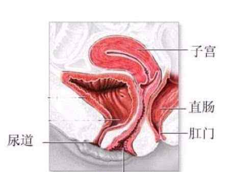 圖解：女人陰道的結(jié)構(gòu)是怎樣的