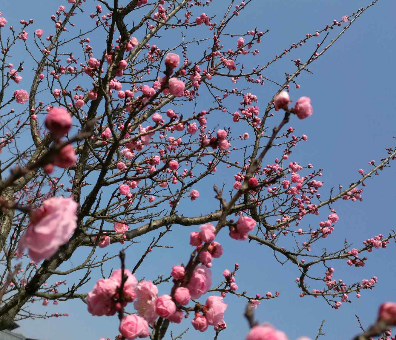 與梅花有關(guān)的詩句 歷代名人與梅花的故事精選