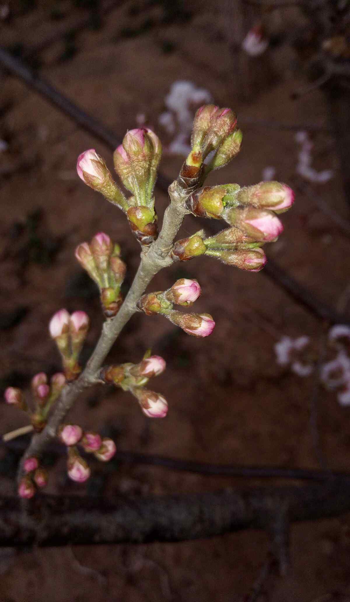 花骨朵兒 由花骨朵兒變成花兒的過程