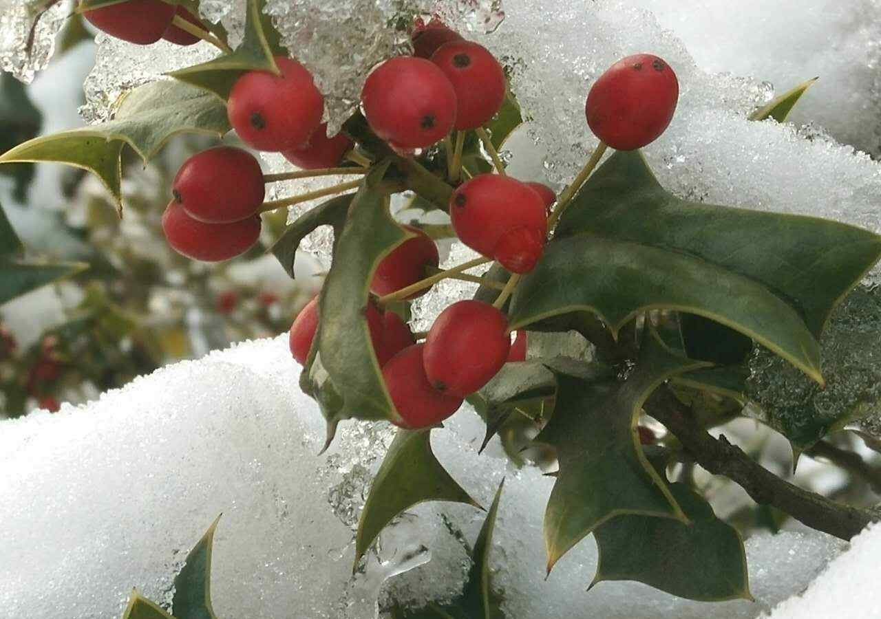 枸骨果的作用功效 雪中紅果 經(jīng)冬不凋的枸骨樹