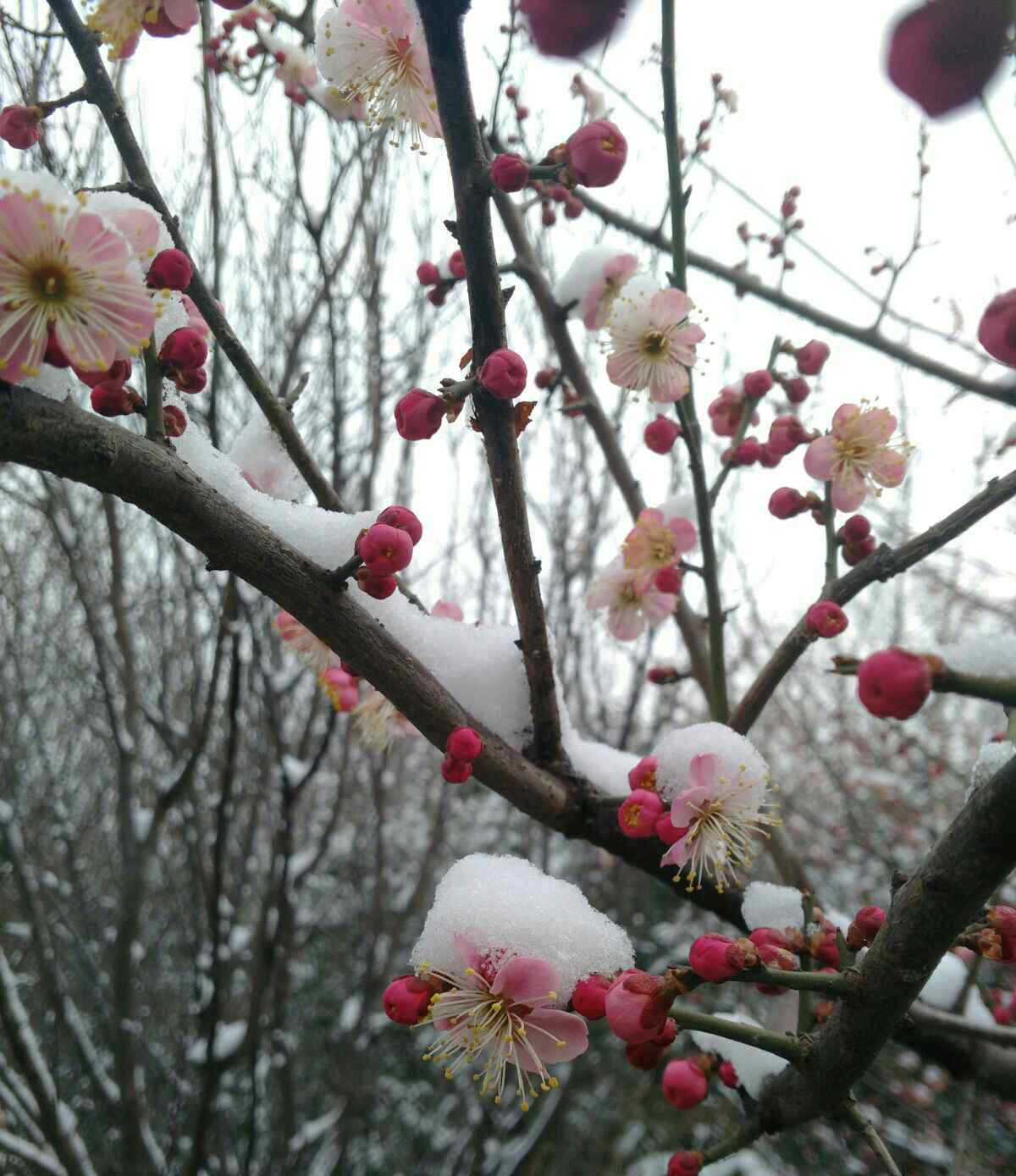 紅梅傲雪詩句 傲雪紅梅獨自開，唯有伊人踏香來