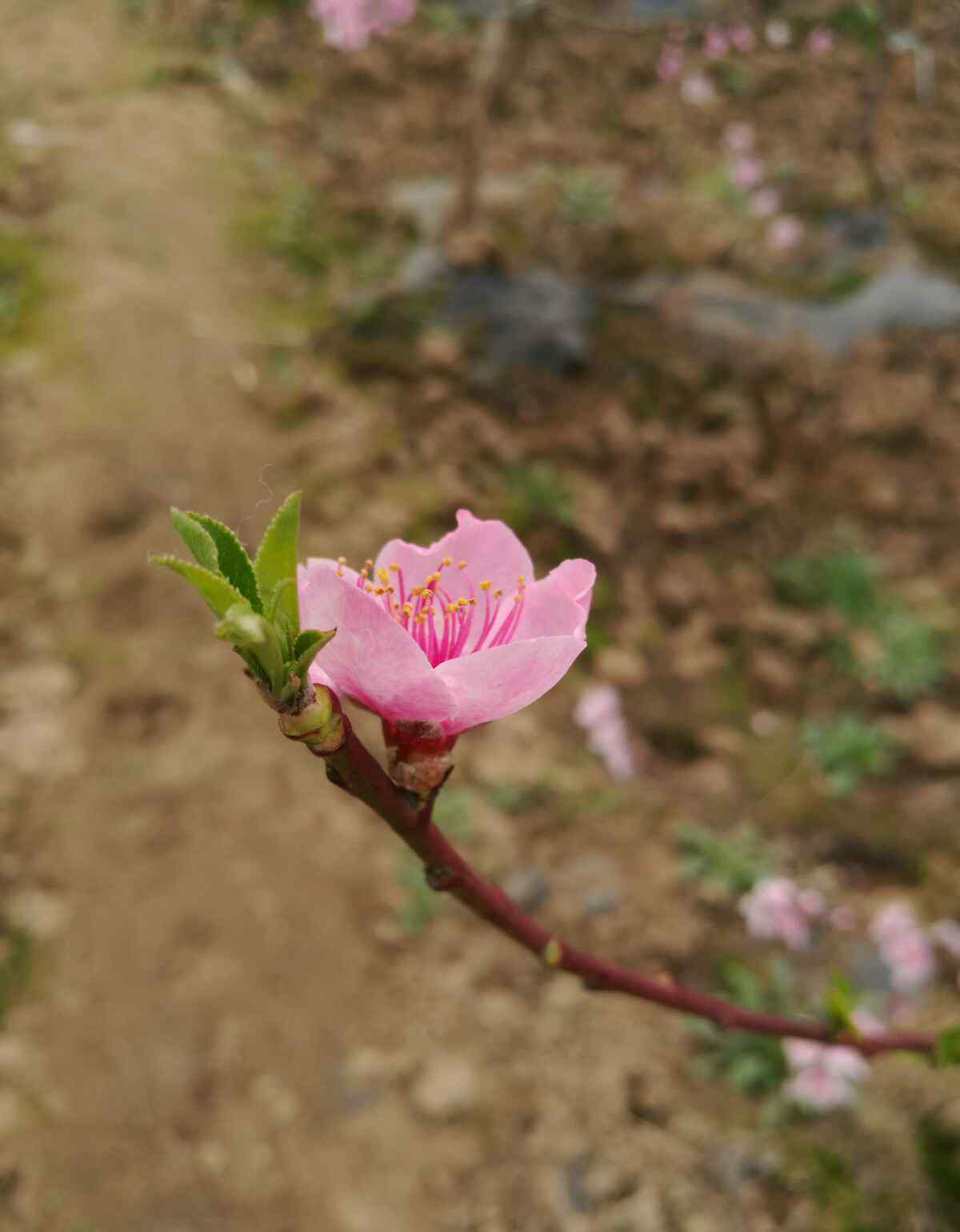 春風(fēng)知我意 我知春風(fēng)懂我意，你看春深花似海