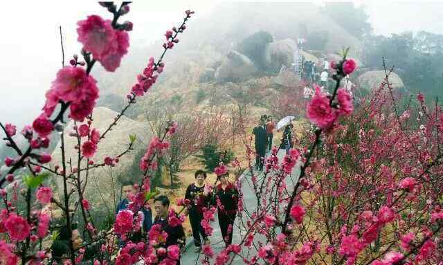 汕頭巨峰寺 汕頭濠江區(qū)巨峰寺風(fēng)景區(qū)桃花綻放