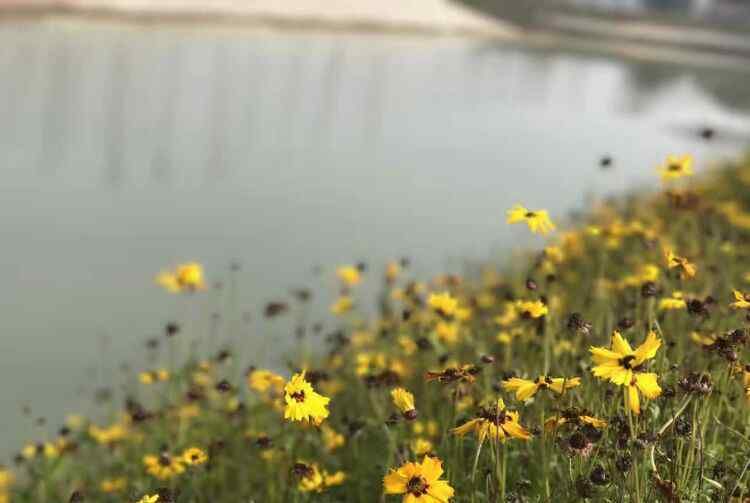 張愛玲散文《遲暮》 張愛玲的散文 《遲暮》 多事的東風(fēng)，又冉冉地來到人間。桃紅支不住紅艷的酣顏而倚在風(fēng)姨的臂彎里，