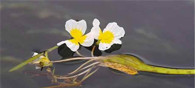 海菜花又被稱作“水性揚(yáng)花”,還是麗江瀘沽湖一道特色美食!