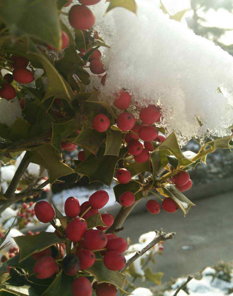 枸骨果的作用功效 雪中紅果 經(jīng)冬不凋的枸骨樹