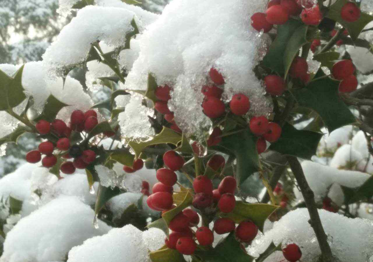 枸骨果的作用功效 雪中紅果 經(jīng)冬不凋的枸骨樹