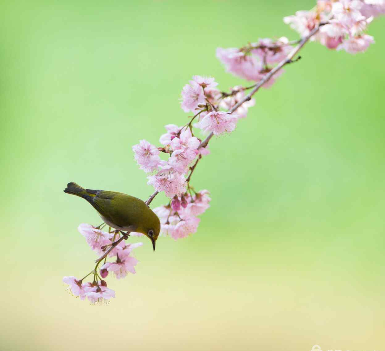 學(xué)習(xí)雷鋒寄語(yǔ) 寄語(yǔ)春天——學(xué)習(xí)雷鋒好榜樣！