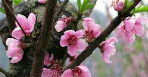 唐伯虎桃花詩(shī) 《桃花詩(shī)》 唐伯虎