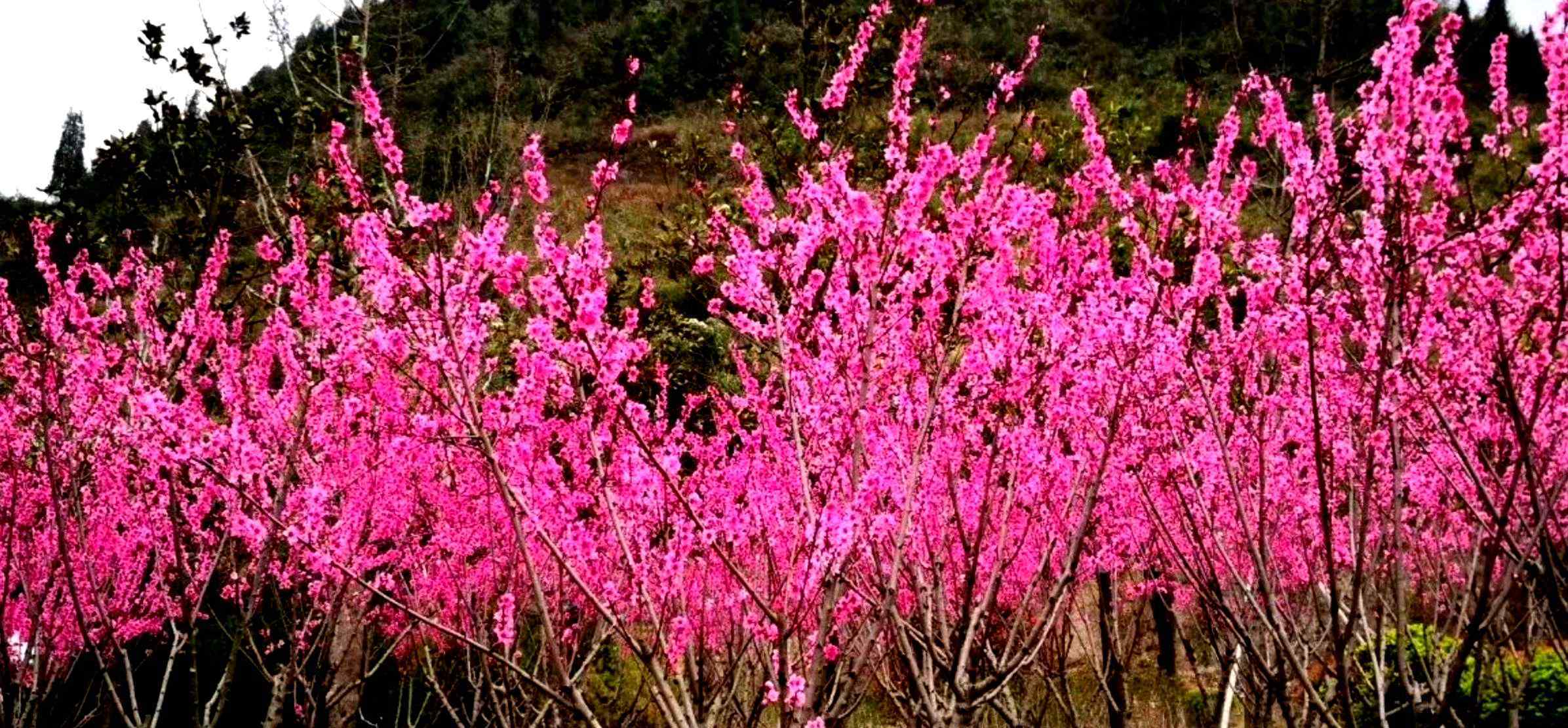 桃花韻 桃花韻