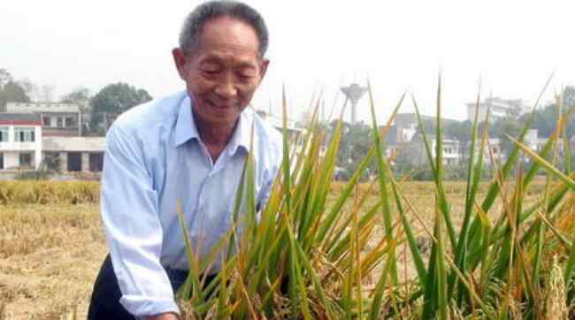 袁隆平雜交水稻 袁隆平雜交水稻的影響有哪些，袁隆平是怎樣研究出雜交水稻