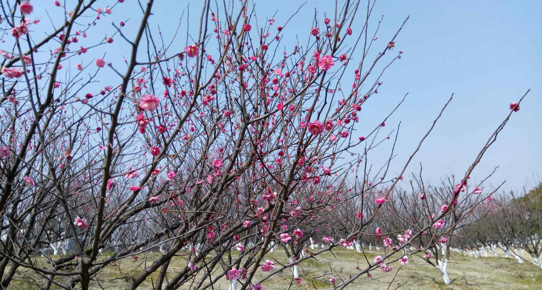 秀全公園 上海昆秀湖濕地公園一日游