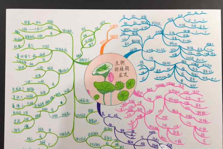 思維導(dǎo)圖模板手繪 手繪初中生物思維導(dǎo)圖