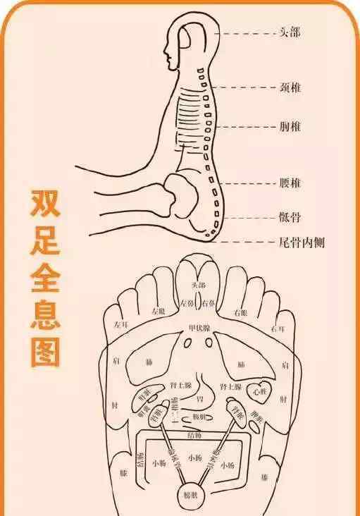 足底穴位圖 眼睛的反射區(qū)及其他足底穴位圖