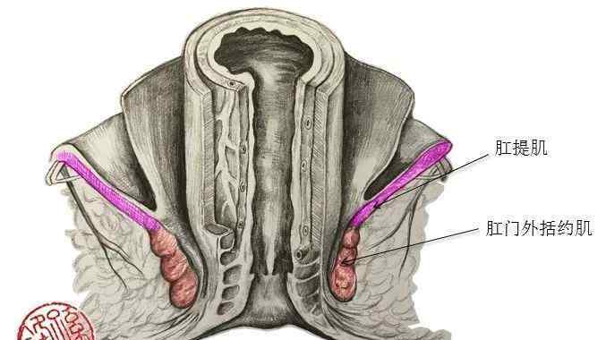 醫(yī)藥學(xué)手記—肛管的構(gòu)造,大家用有創(chuàng)意的圖片來表述!(附:鋒哥