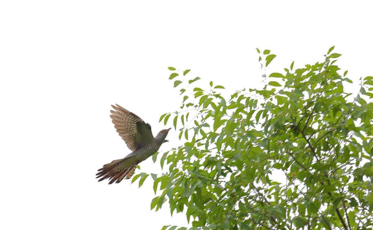 鳩占鵲巢的故事和道理 杜鵑鳥(niǎo)的故事