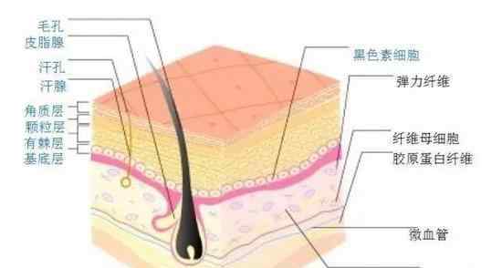 牛皮的主要表現(xiàn)是啥?皮下組織起什么作用?