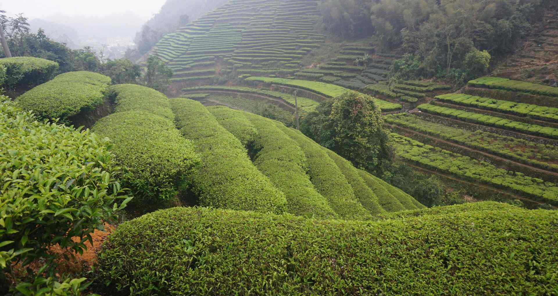 茶園春色 茶園春色