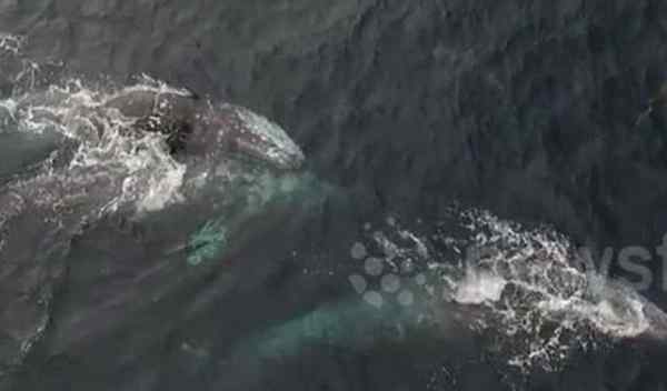 雌性海豚生殖孔圖 太平洋三鯨魚嬉戲交配畫面被拍 圖揭海洋生物性行為，鯨魚生殖器長(zhǎng)達(dá)3米