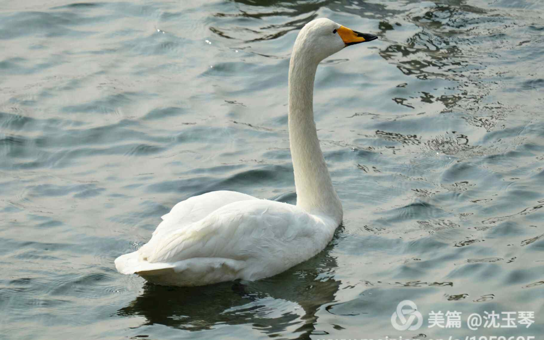 鵝們棲息地 眠沙臥水自成群，曲岸殘陽極浦云。那解將心憐孔翠，羈雌長共故雄分。 ——《題鵝》李商隱