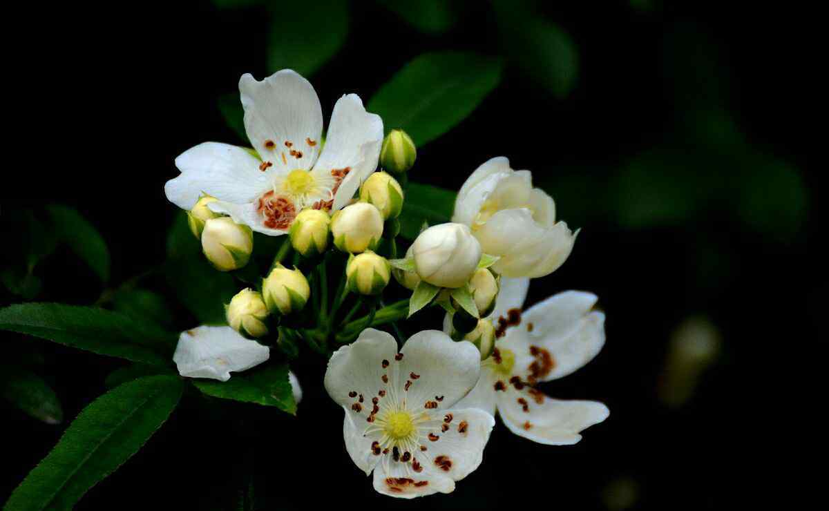 七里香花 七里香花怎么養(yǎng)