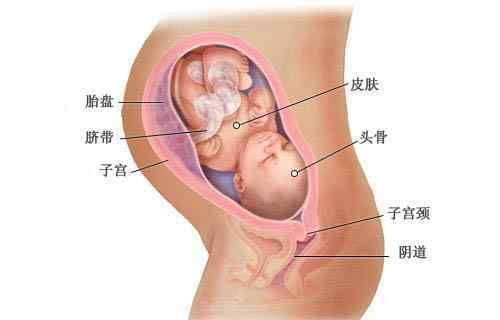 九個月的胎寶寶依然在生長發(fā)育,當(dāng)月小寶寶體長重2